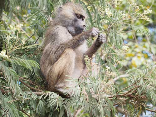 Monkey on Mount Meru