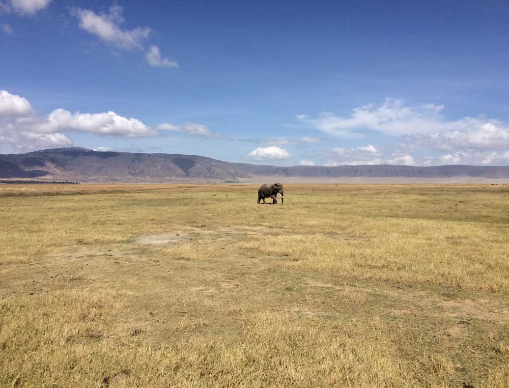 elephant in ngorongoro crater