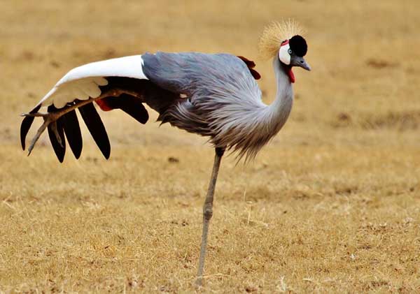 gray-crowned-crane