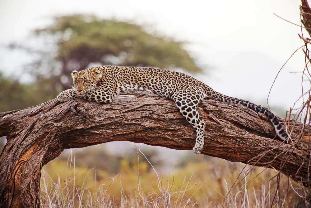 Safari, 9 Tage im Norden Tansanias