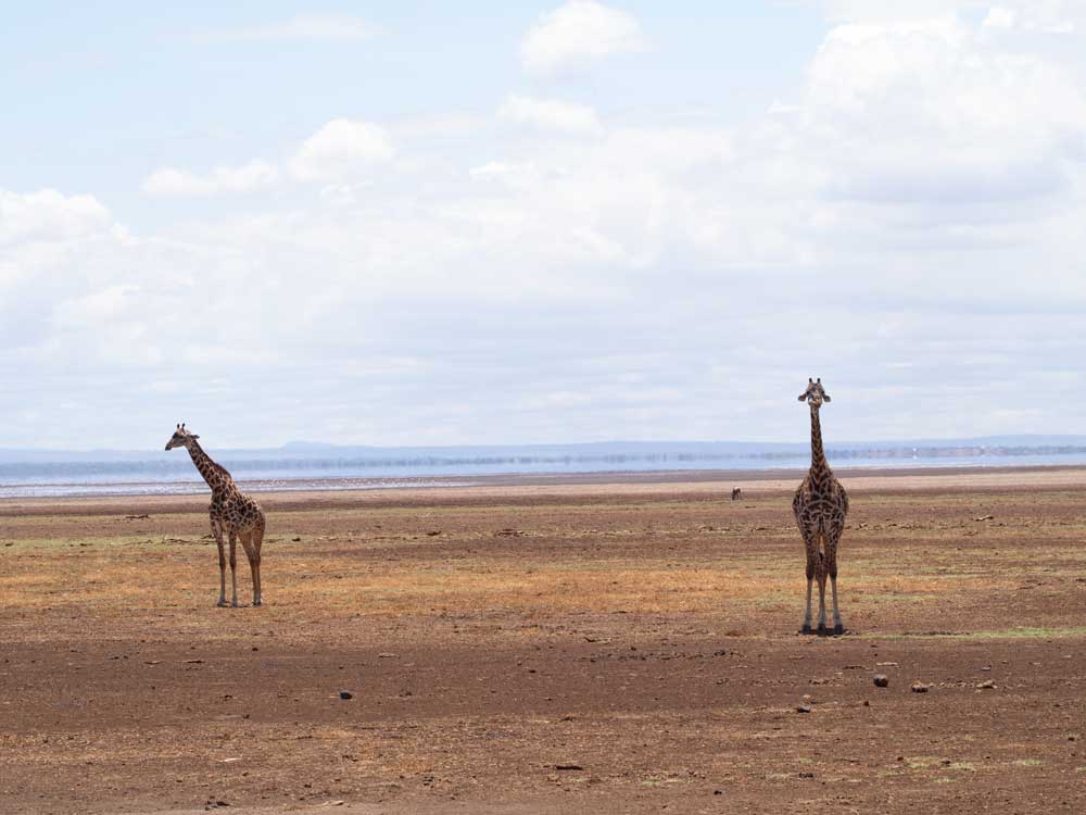 2 giraffs in front of see