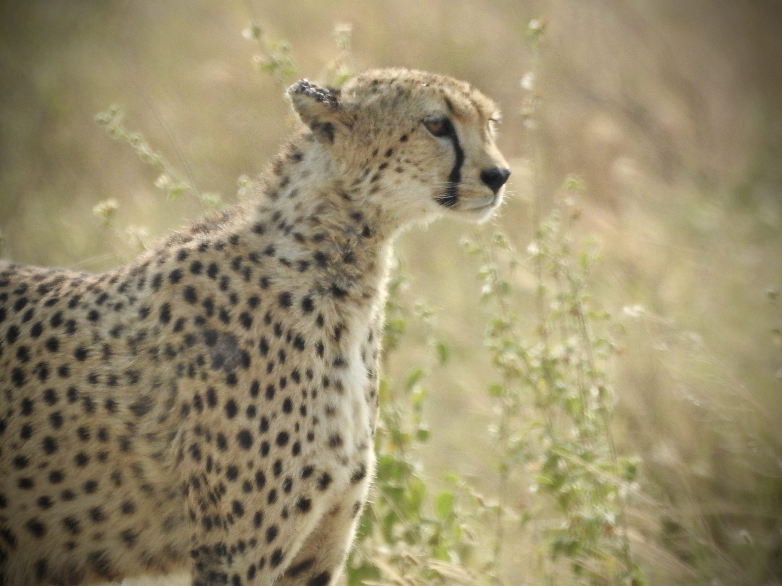 cheetah, Tanzania