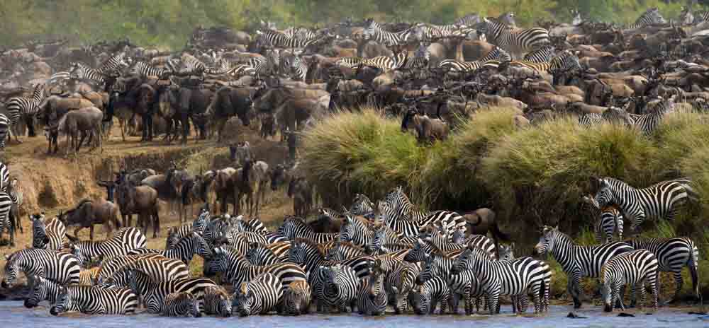 Tanzania, wildebiest, zebras