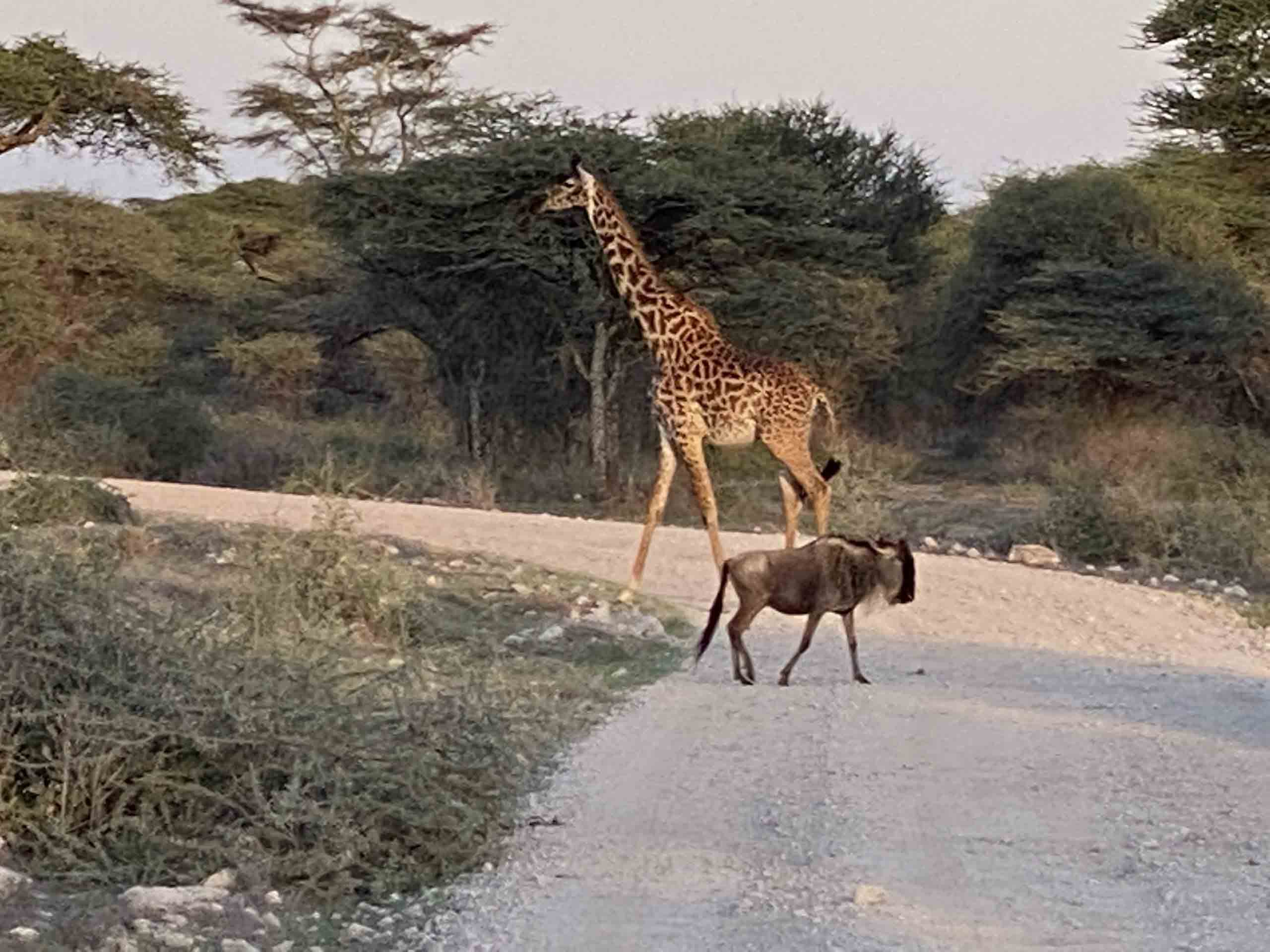 Tanzania, Wildebiest