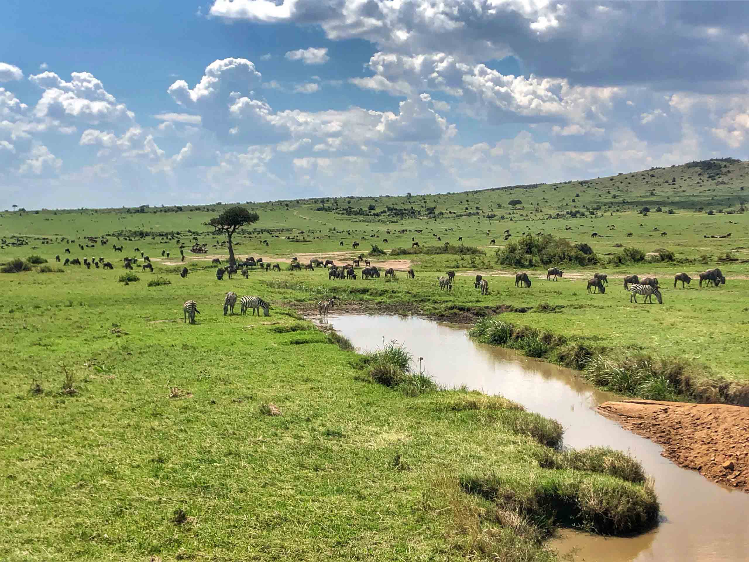 Tanzania, safari
